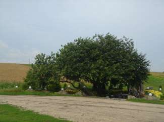 DSC08562.JPG